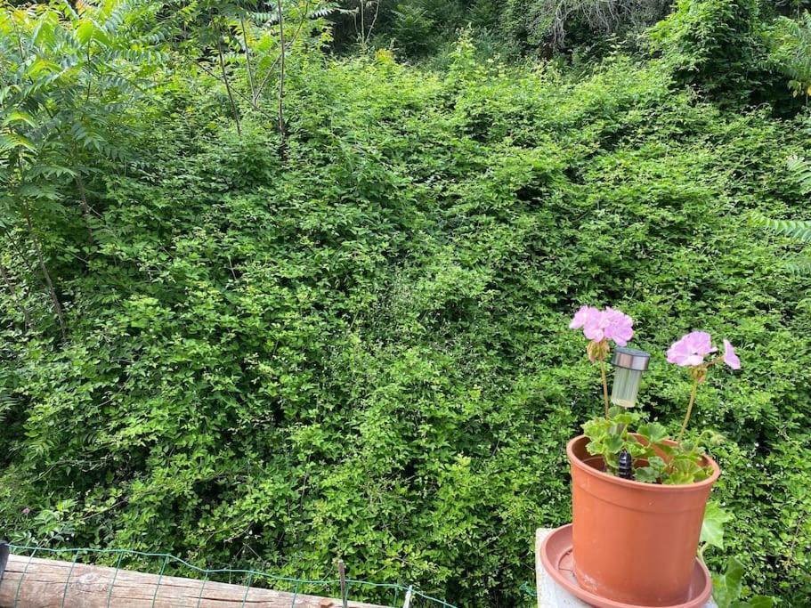 Villa Serenice - F2 Au Calme, Climatise, Wifi Et Parking Gratuit Kültér fotó
